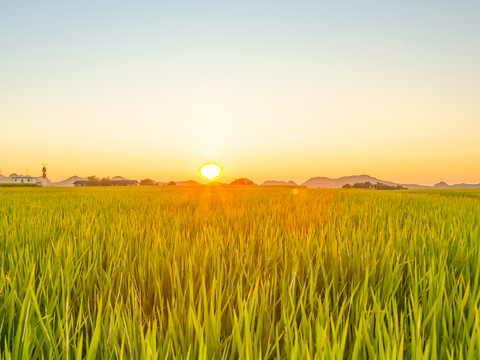  乡村稻田夕阳风景外景图贴图 