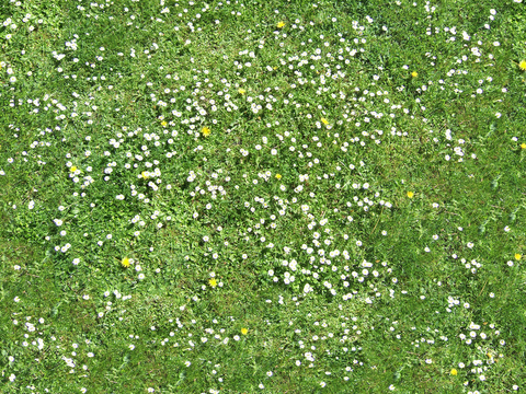  无缝园林庭院景观花园田野小雏菊鲜花绿植草坪草地草皮地面 