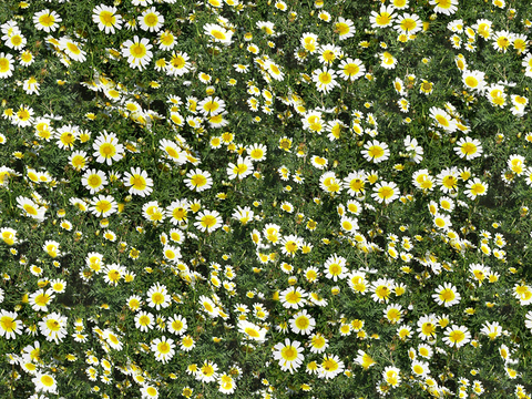  无缝园林庭院景观花园田野小雏菊花卉鲜花绿植草坪草地草皮地面 