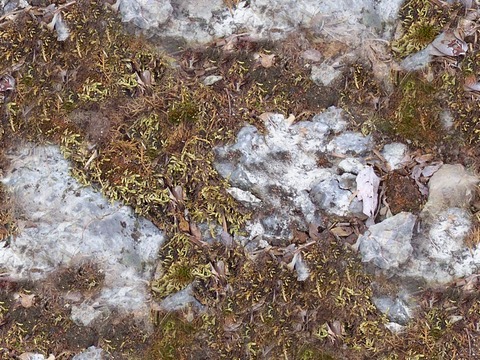  无缝庭院园林苔藓草坪草皮草地岩石地面 