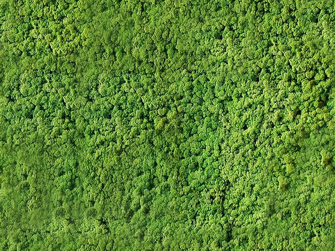  高清_植物_绿植墙_苔藓贴图 