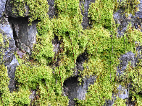  无缝庭院园林苔藓草坪草皮草地岩石地面 