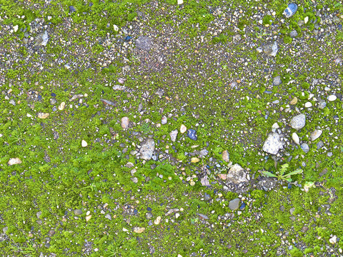  无缝庭院园林苔藓草坪草皮草地岩石地面 