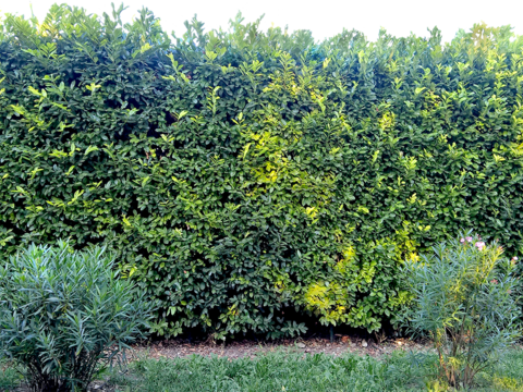  无缝免扣景观灌木植物树篱笆墙面 