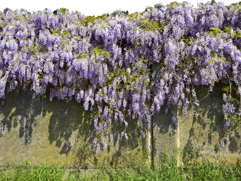  无缝免扣景观灌木植物树篱笆墙面 