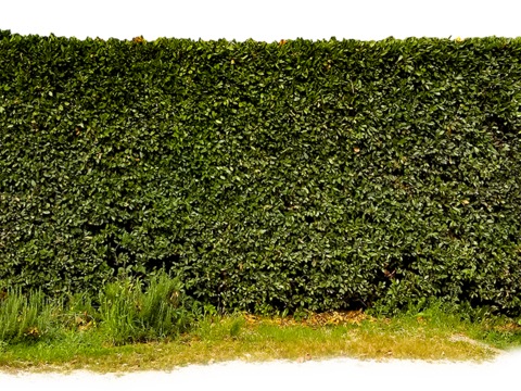  无缝免扣景观灌木植物树篱笆墙面 