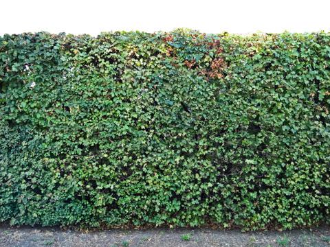  无缝免扣景观灌木植物树篱笆墙面 