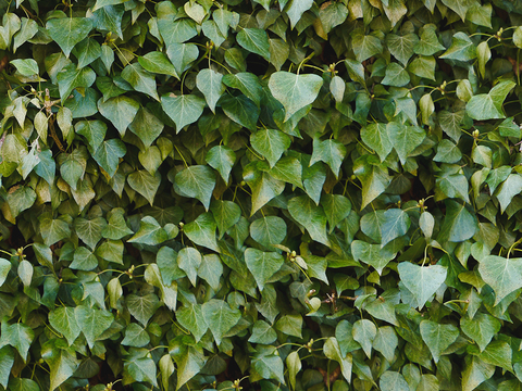  无缝绿色景观草地灌木植物树篱笆墙面 