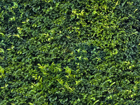  无缝绿色景观草地灌木植物树篱笆墙面 