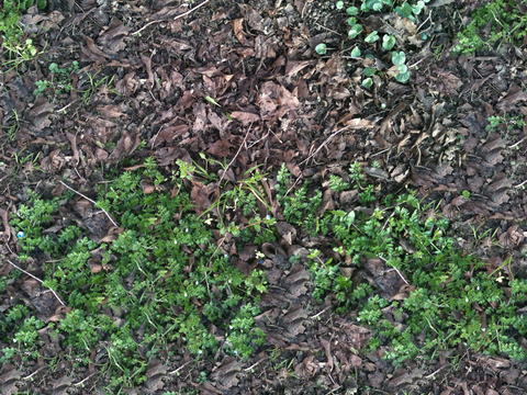  无缝枯枝落叶草皮草地草坪地面 