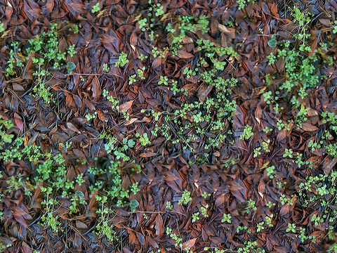  无缝枯枝落叶草皮草地草坪地面 