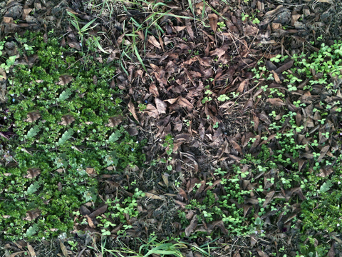  无缝枯枝落叶草皮草地草坪地面 