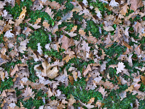  无缝枯枝落叶草皮草地草坪地面 