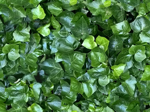  无缝绿色景观草地灌木植物树篱笆墙面 