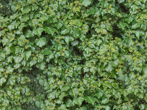  无缝绿色景观草地灌木植物树篱笆墙面 