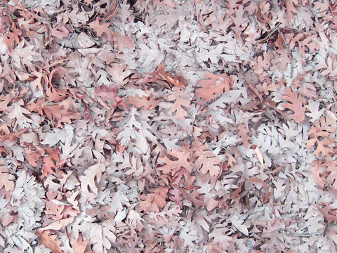  无缝枯黄树叶落叶地面 