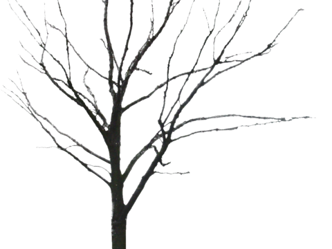  免抠冬季干枯的景观树行道树乔木植物 