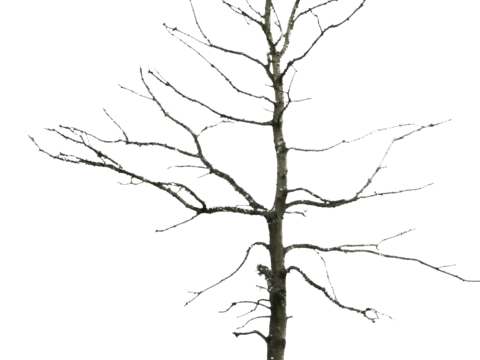  免抠冬季干枯的景观树行道树乔木植物 