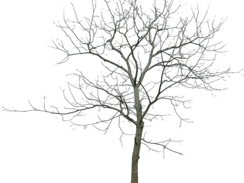  免抠冬季干枯的景观树行道树乔木植物 