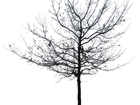  免抠冬季干枯的景观树行道树乔木植物 