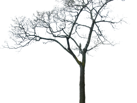  免抠冬季干枯的景观树行道树乔木植物 