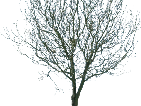  免抠冬季干枯的景观树行道树乔木植物 