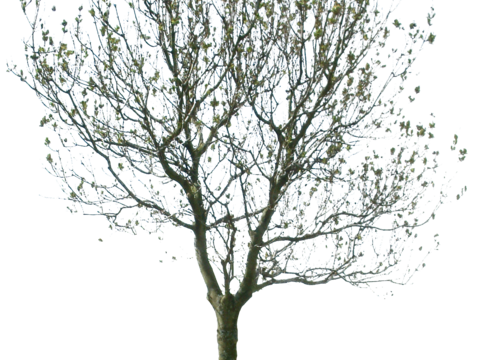  免抠冬季干枯的景观树行道树乔木植物 