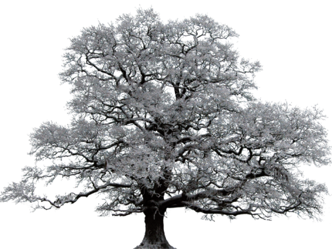  免抠冬季干枯的景观树行道树乔木植物 