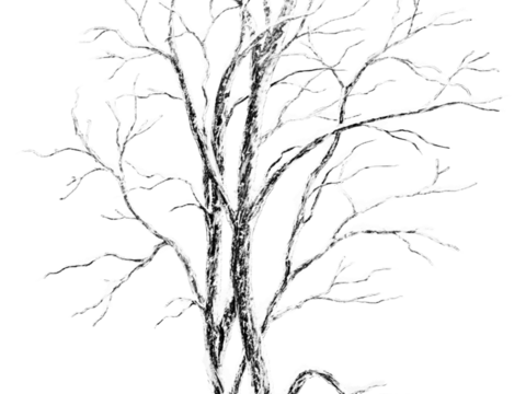  免抠冬季干枯的景观树行道树乔木植物 