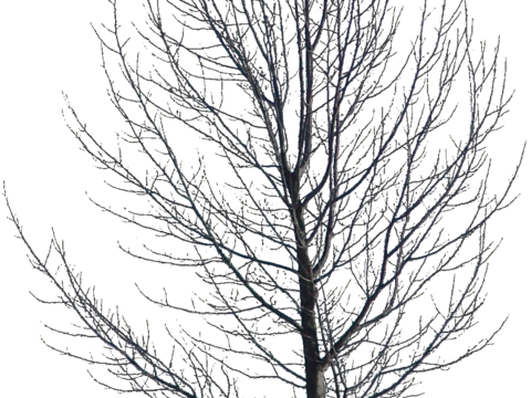  免抠冬季干枯的景观树行道树乔木植物 