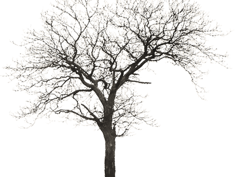  免抠冬季干枯的景观树行道树乔木植物 