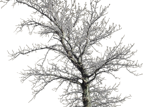  免抠冬季干枯的景观树行道树乔木植物 