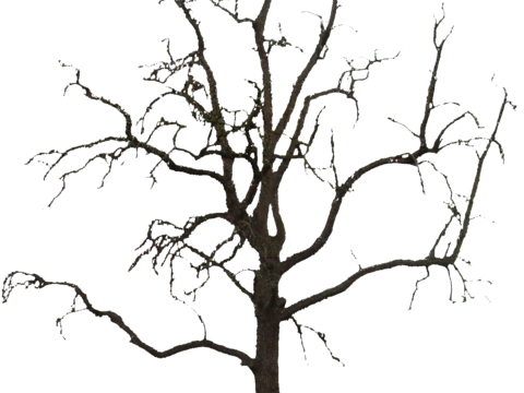  免抠冬季干枯的景观树行道树乔木植物 