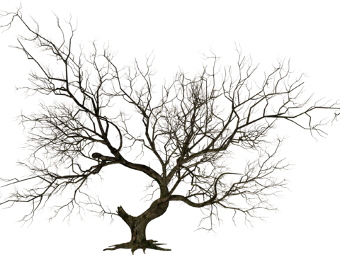  免抠冬季干枯的景观树行道树乔木植物 