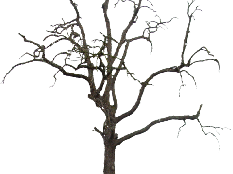  免抠冬季干枯的景观树行道树乔木植物 