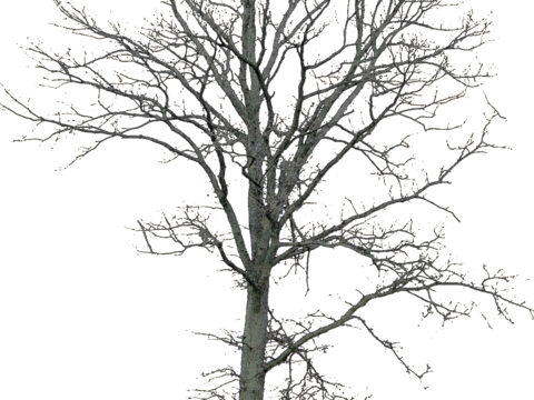  免抠冬季干枯的景观树行道树乔木植物 