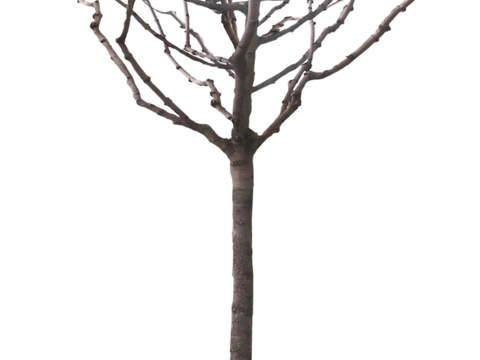  免抠冬季干枯的景观树行道树乔木植物 