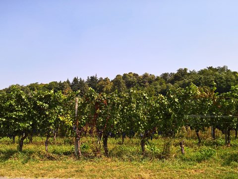  葡萄园种植园景观风景 