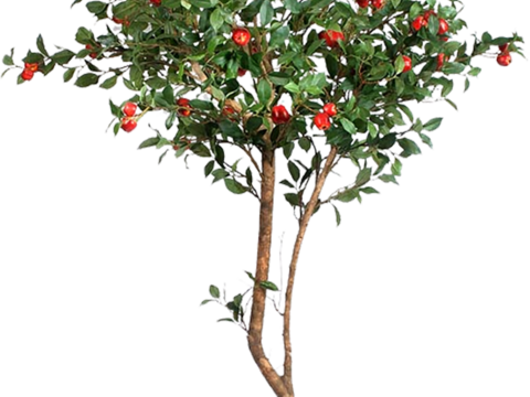  免抠街道庭院景观树行道树乔木植物 