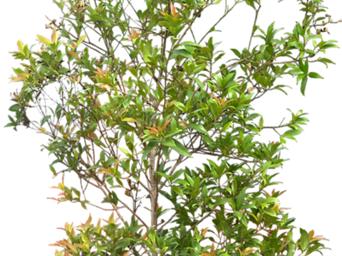  免抠街道庭院景观树行道树乔木植物 