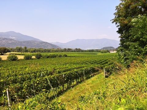  葡萄园种植园景观风景 