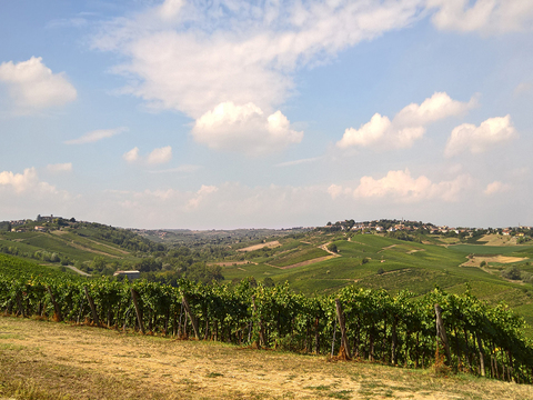  葡萄园种植园景观风景 