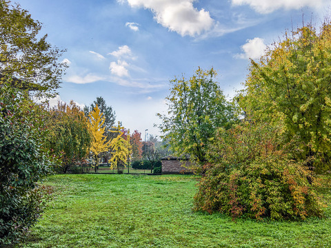  秋天的树木街道路面风景 