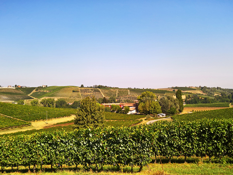  葡萄园种植园景观风景 