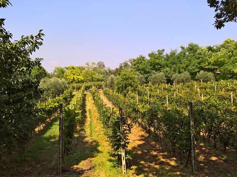  葡萄园种植园景观风景 