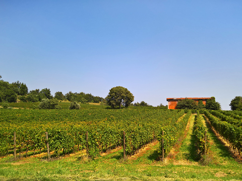  葡萄园种植园景观风景 