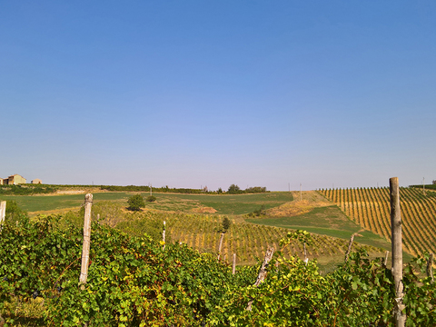  葡萄园种植园景观风景 