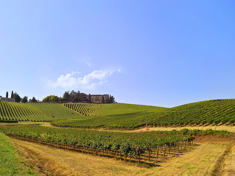  葡萄园种植园景观风景 