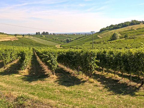  葡萄园种植园景观风景 
