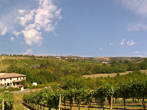  葡萄园种植园景观风景 